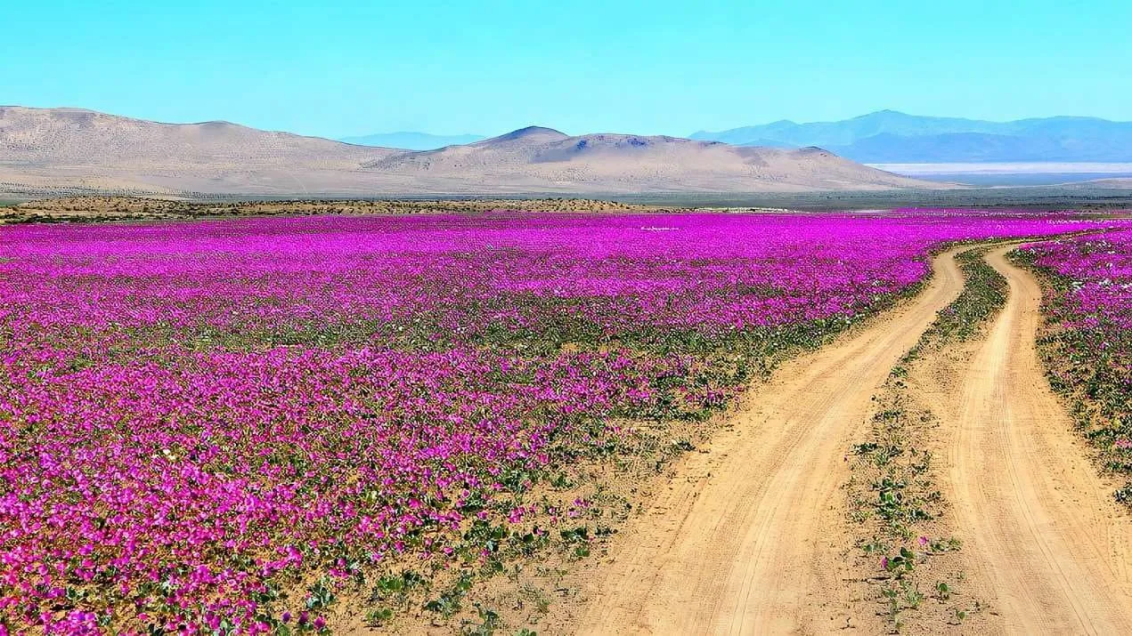 Desierto florido 4 días y 3 noches (Premium) - Foto 4