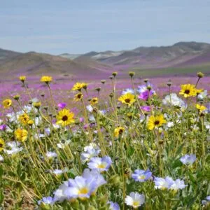 Desierto florido 4 días y 3 noches (23 al 26 de Octubre)