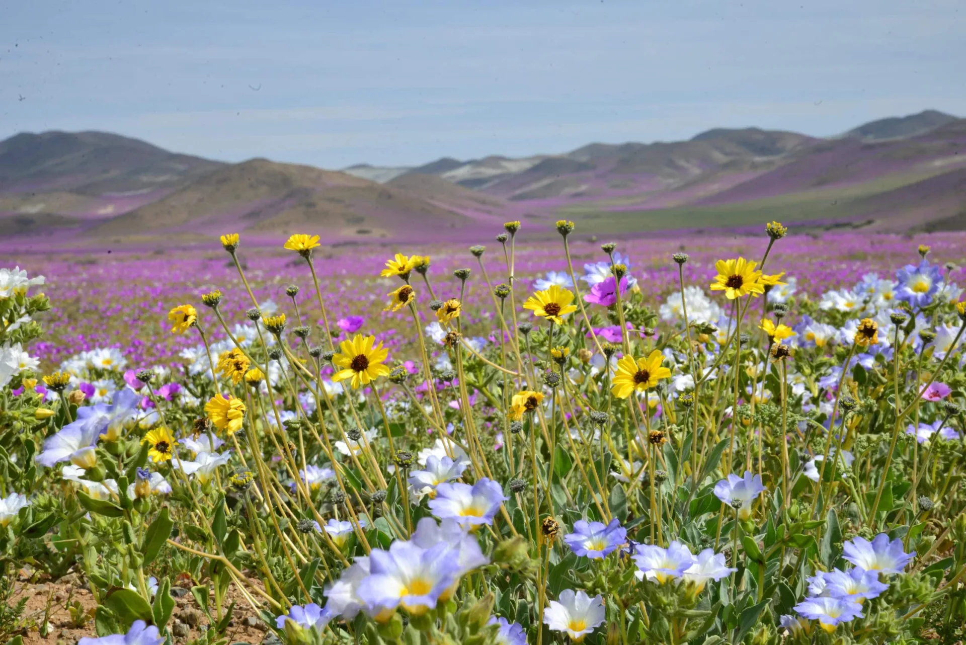 Desierto florido 4 días y 3 noches (Premium)