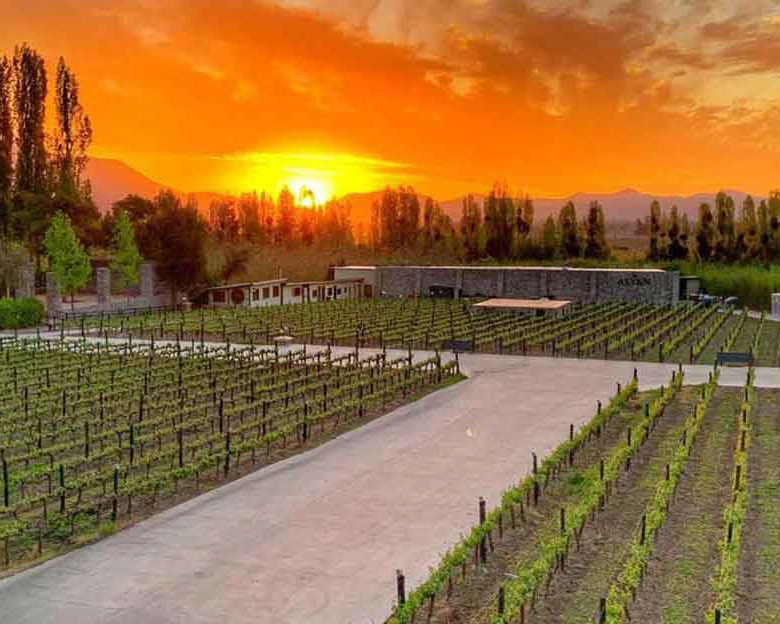 Sabores al Atardecer: Tour Exclusivo por Viña Alyan con Degustaciones y Cena - Foto 3