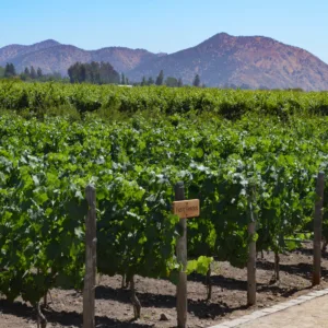 Excursión a Viña Concha y Toro
